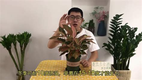 如意皇后风水 2020年屬什麼